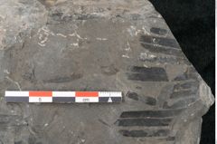Foto (Detailansicht) von Zamiostrobus lunzensis Ettingshausen (NHMW-GEO-2024-0188-10602)